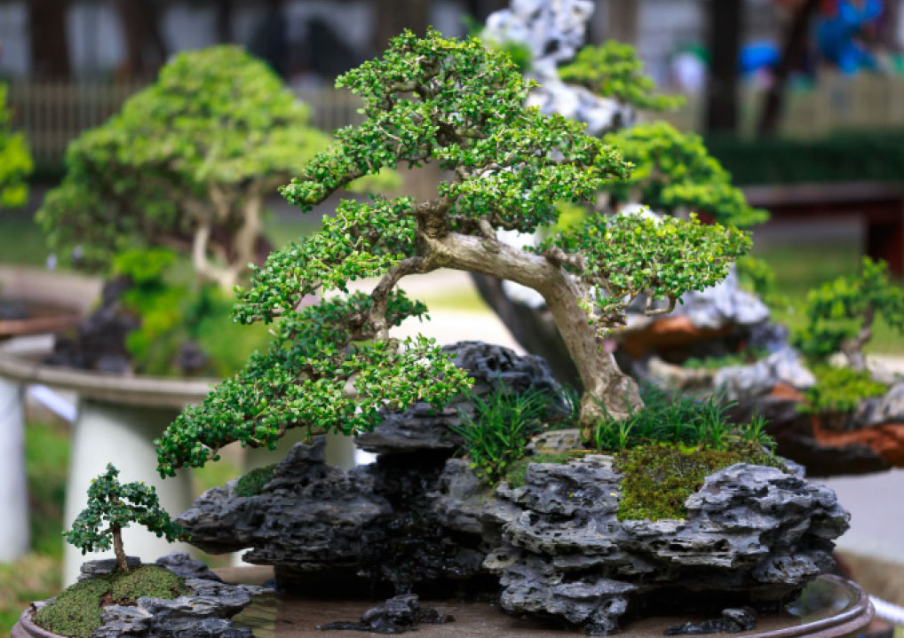 Bonsai Garden